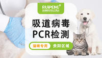 【贵阳阿闻】猫呼吸道病毒PCR检测